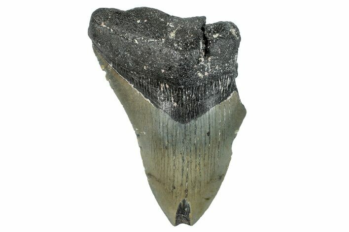 Bargain, Fossil Megalodon Tooth - North Carolina #294693